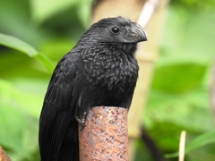 Crotophaga sulcirostris