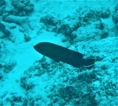 Cephalopholis urodeta