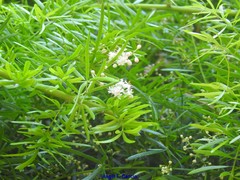 Asparagus densiflorus