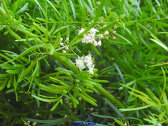 Asparagus densiflorus