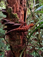 Enyalius