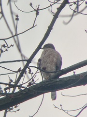 Accipiter cooperii