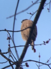Accipiter cooperii