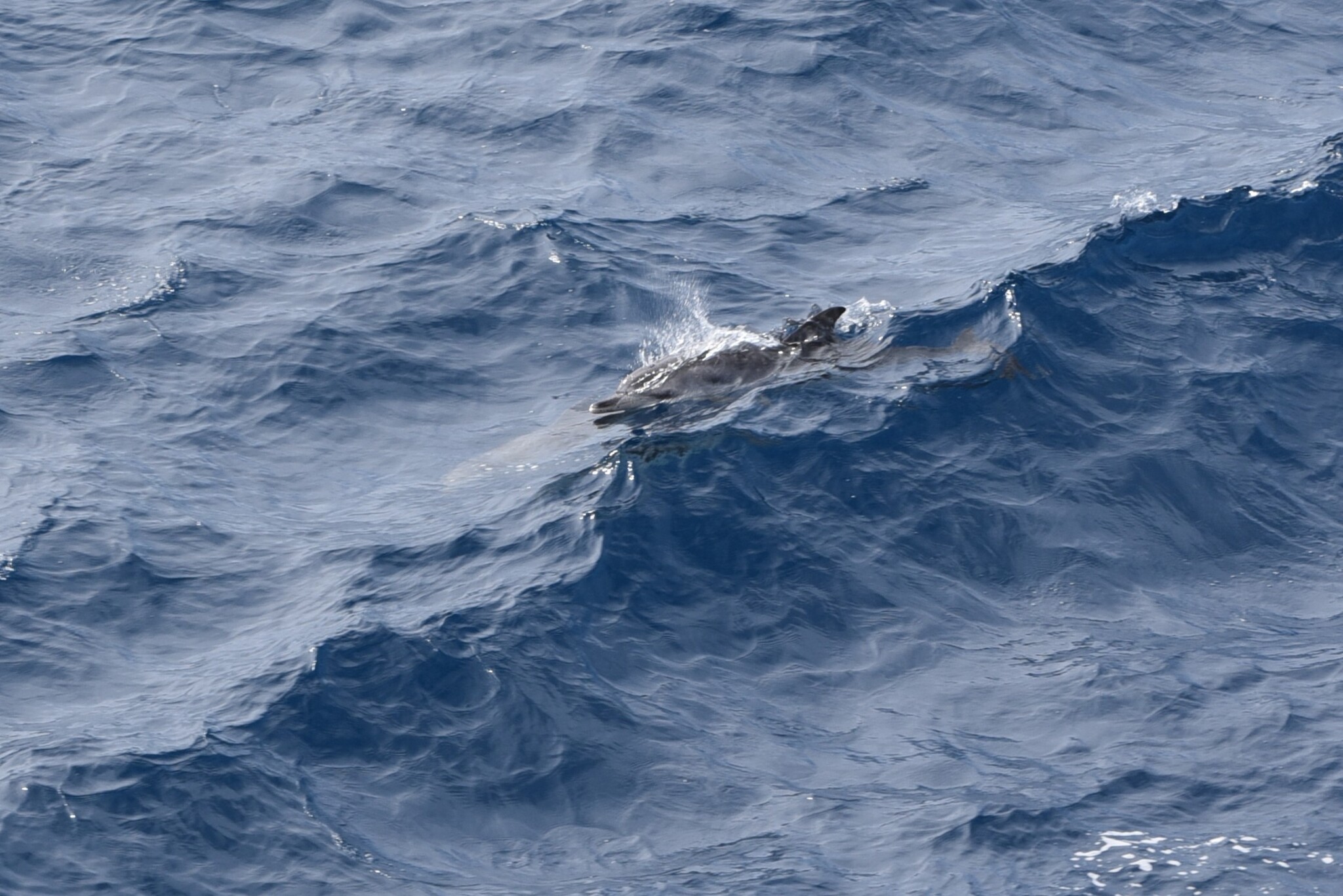 Stenella frontalis