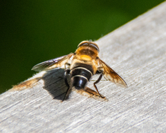 Eristalis himalayensis