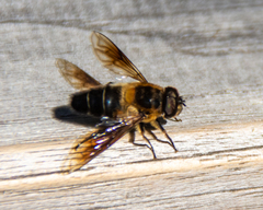 Eristalis himalayensis