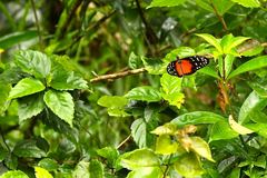 Heliconius hecale zuleika