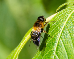 Eristalis himalayensis