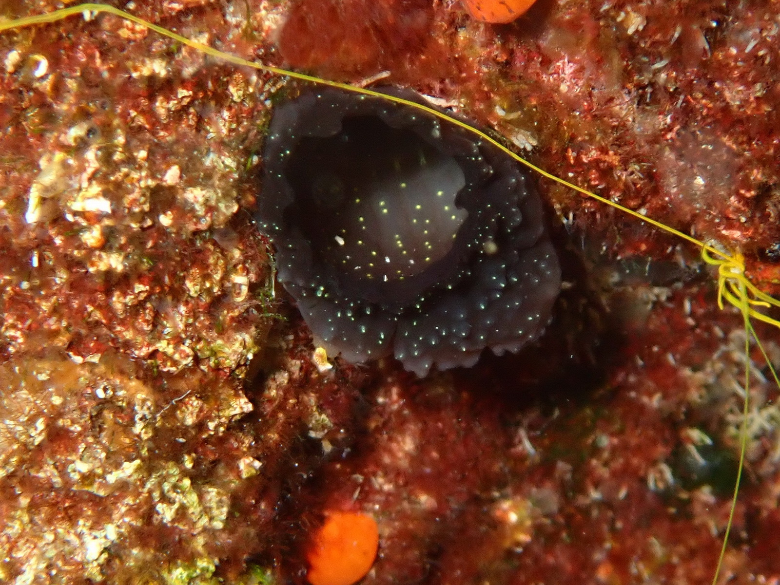 Phallusia fumigata (Grube, 1864)