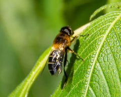 Eristalis himalayensis