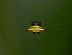 Gasteracantha diadesmia