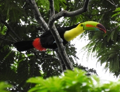 Ramphastos sulfuratus