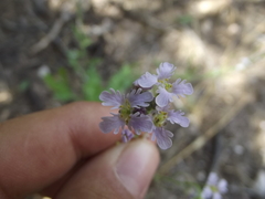 Dryopetalon