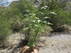 Dryopetalon