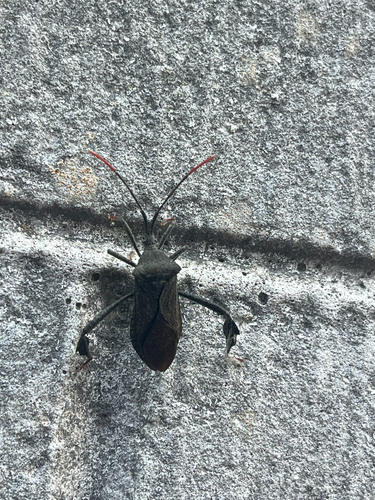 Acanthocephala terminalis