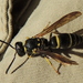 Bramble Mason Wasp - Photo (c) Anita Gould, some rights reserved (CC BY-NC), uploaded by Anita
