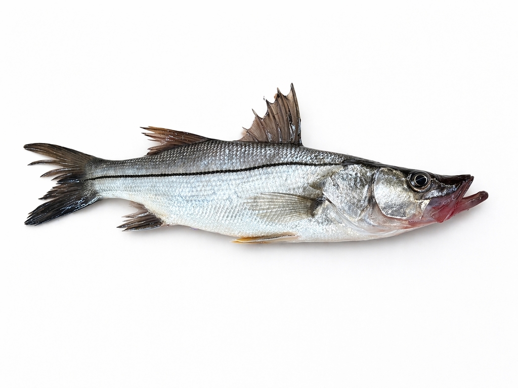 Black Snook