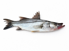 Black Snook photo 1