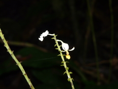 Calanthe zollingeri