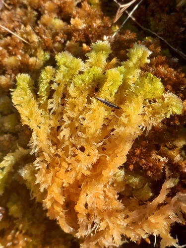 Sphagnum molle observed 2026-04-21