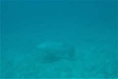 Epinephelus lanceolatus