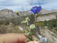 Jacquemontia abutiloides
