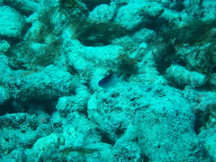 Chrysiptera rollandi