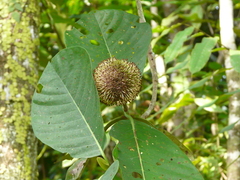 Naucleeae