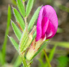 Vicia sativa nigra