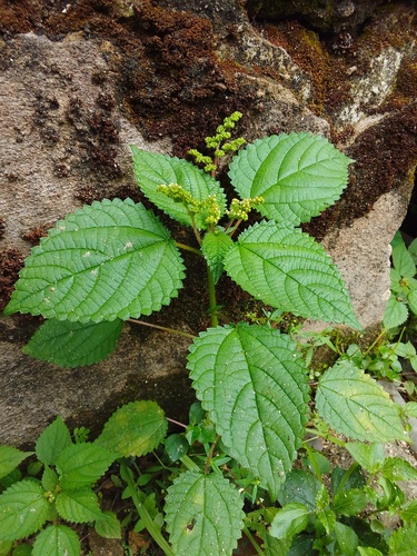West Indian woodnettle