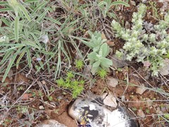 Minuartia campestris