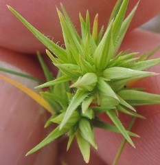 Minuartia campestris