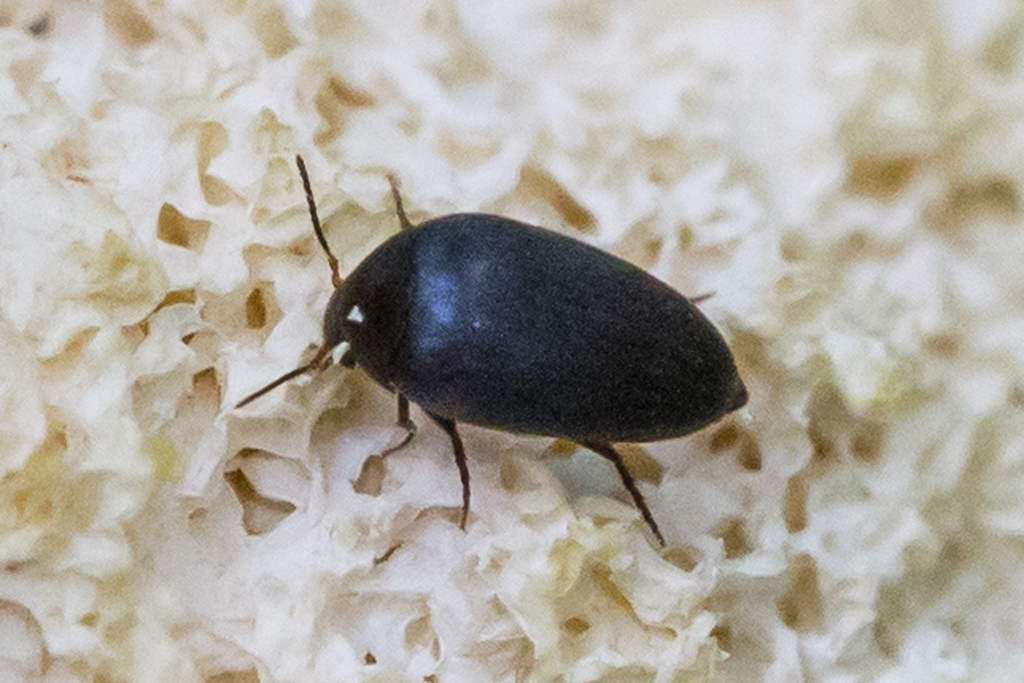 Eustrophini