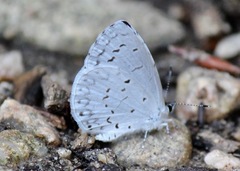 Celastrina neglecta
