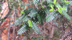 Weinmannia trichosperma
