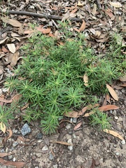 Pultenaea petiolaris