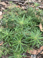 Pultenaea petiolaris
