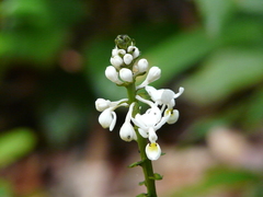 Calanthe zollingeri