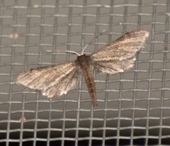 Protoproutia laredoata