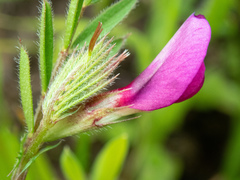 Vicia sativa nigra