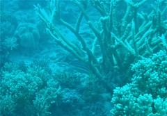 Lutjanus carponotatus