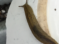 Pseudaneitea