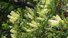 Weinmannia trichosperma