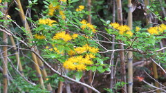 Azara lanceolata
