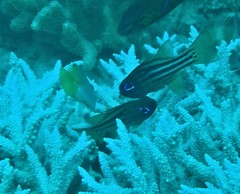 Ostorhinchus compressus