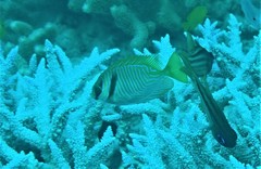 Barred Spinefoot photo 4