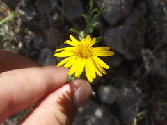 Xanthisma scabrellum