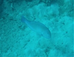 Choerodon schoenleinii