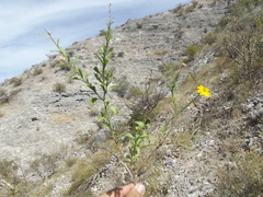 Xanthisma scabrellum