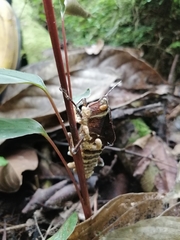 Beauveria locustiphila